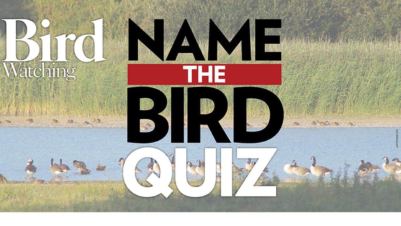 Name The Bird Quiz Features Bird Watching